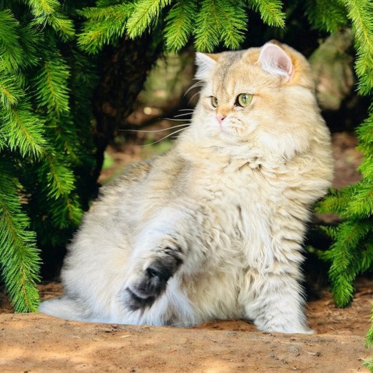 Montezuma Bay's Watson Mâle British Longhair