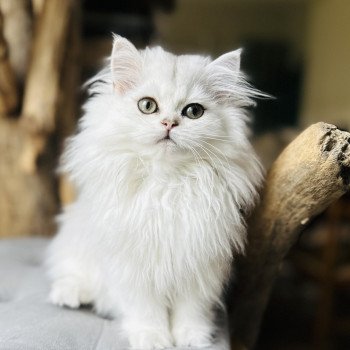 chaton British Longhair black silver shaded Viper Montezuma Bay's