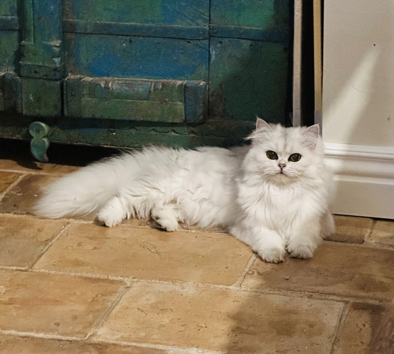 Montezuma Bay's Montezuma Bay's Viper Femelle British Longhair