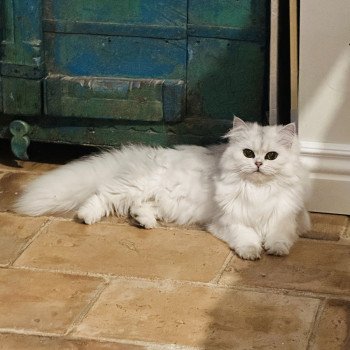 chat British Longhair black silver shaded Viper Chatterie Montezuma Bay