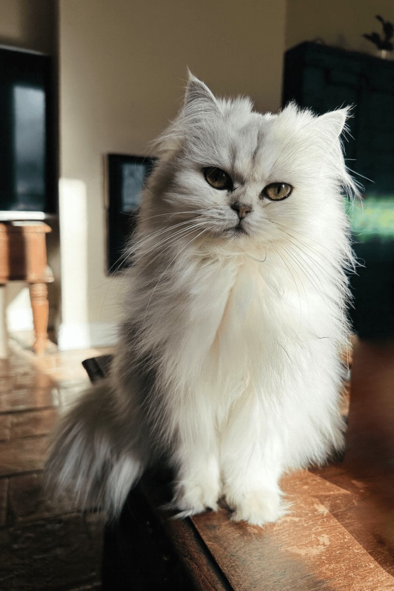 Montezuma Bay's Viper Femelle British Longhair