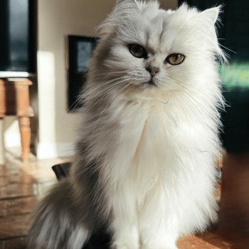 Montezuma Bay's Viper Femelle British Longhair