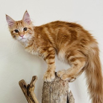 chaton Maine coon Ariel Chatterie Montezuma Bay