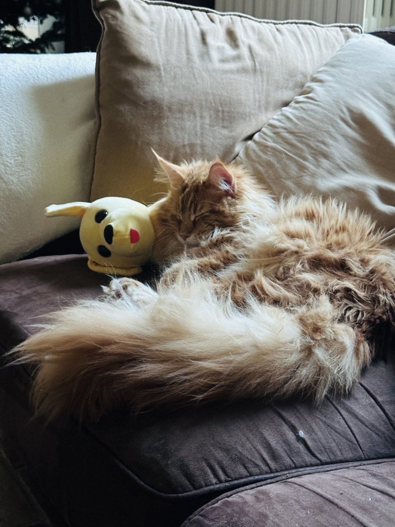 Montezuma Bay's Montezuma Bay's Ariel Femelle Maine coon