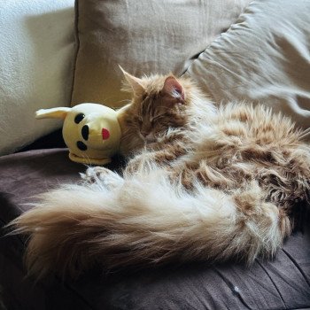 chat Maine coon Montezuma Bay's Ariel Chatterie Montezuma Bay