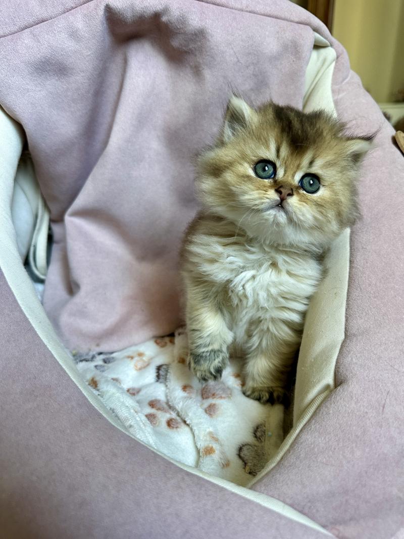 Montezuma Bay's Baby Boss Mâle British Longhair