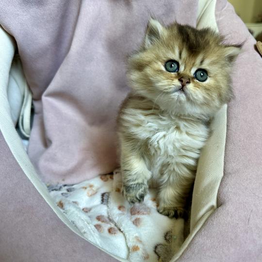 Montezuma Bay's Baby Boss Mâle British Longhair