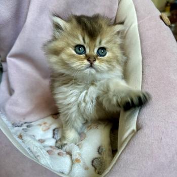 chaton British Longhair black golden shaded Chatterie Montezuma Bay