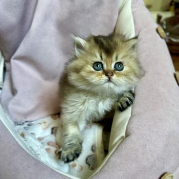 chaton British Longhair black golden shaded Chatterie Montezuma Bay