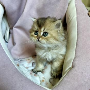 chaton British Longhair black golden shaded Chatterie Montezuma Bay