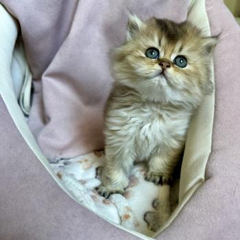 chaton British Longhair black golden shaded Chatterie Montezuma Bay