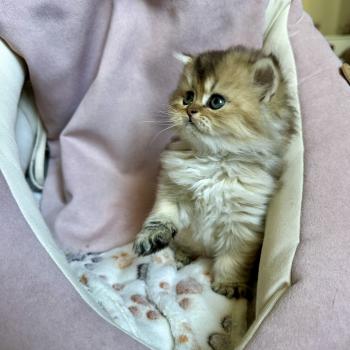 chaton British Longhair black golden shaded Chatterie Montezuma Bay