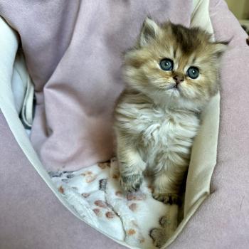 chaton British Longhair black golden shaded Chatterie Montezuma Bay