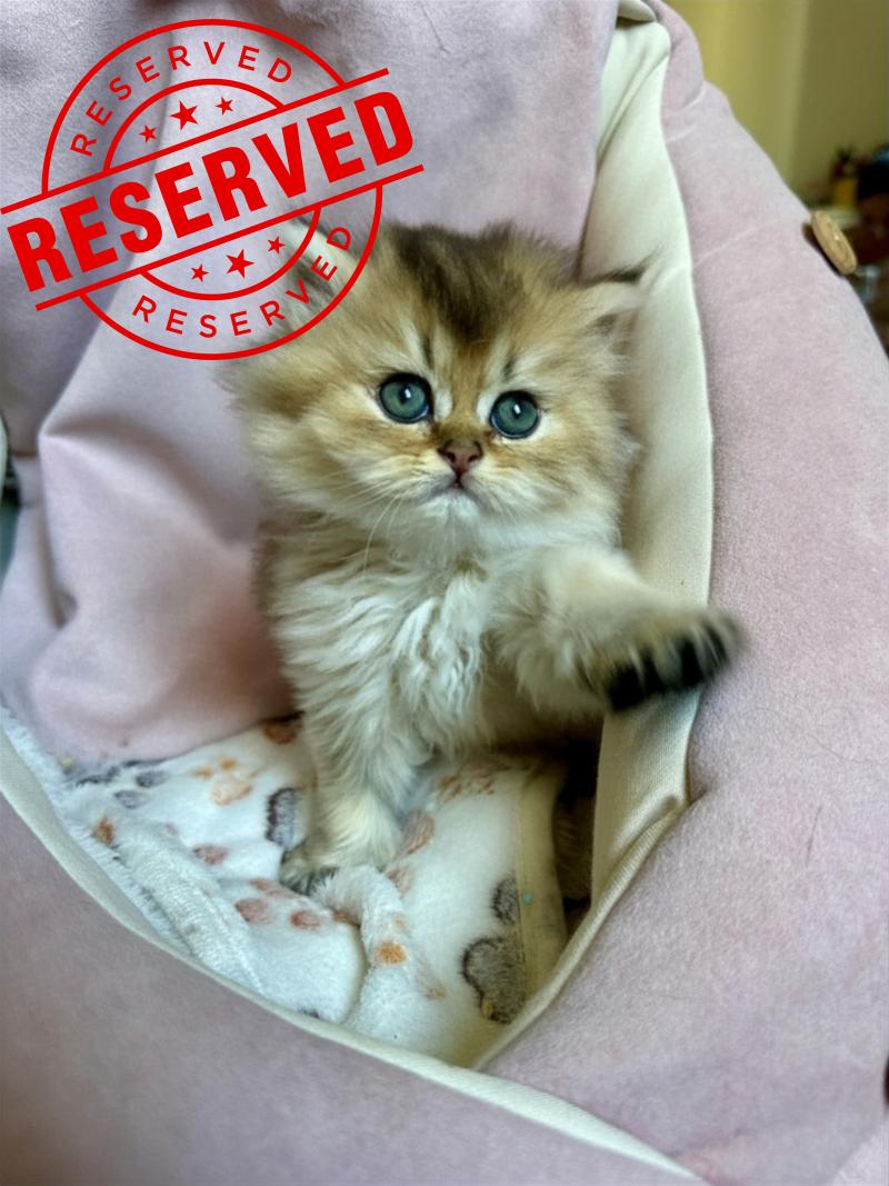 Montezuma Bay's Baby Boss Mâle British Longhair