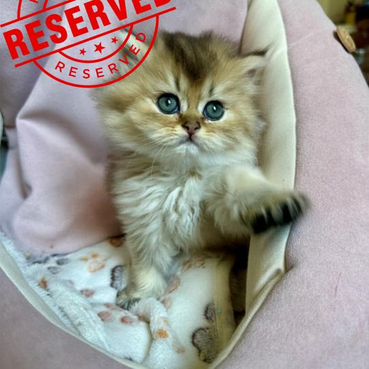 Montezuma Bay's Baby Boss Mâle British Longhair