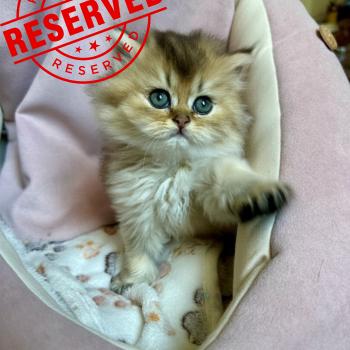 chaton British Longhair black golden shaded Baby Boss Chatterie Montezuma Bay