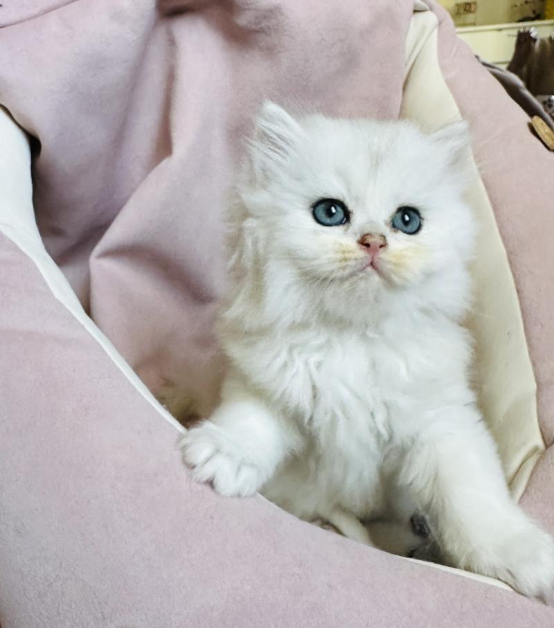 Montezuma Bay's Bubble Mâle British Longhair