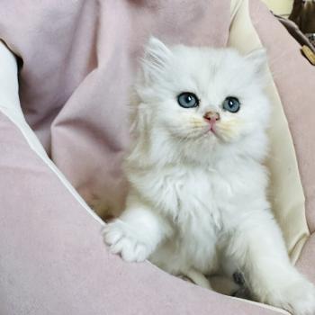 chaton British Longhair black silver shaded Chatterie Montezuma Bay