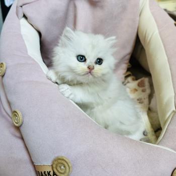 chaton British Longhair black silver shaded Bubble Chatterie Montezuma Bay