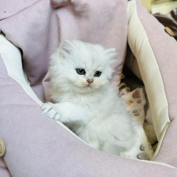 chaton British Longhair black silver shaded Bubble Chatterie Montezuma Bay