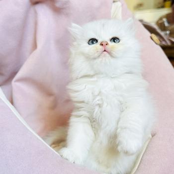 chaton British Longhair black silver shaded Bubble Chatterie Montezuma Bay