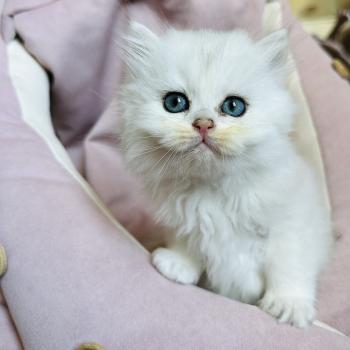 chaton British Longhair black silver shaded Bubble Chatterie Montezuma Bay