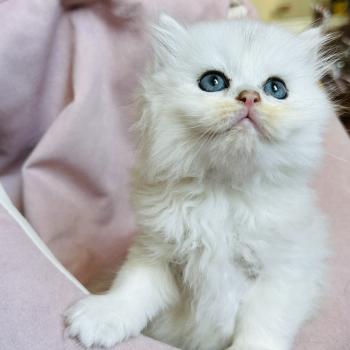 chaton British Longhair black silver shaded Bubble Chatterie Montezuma Bay