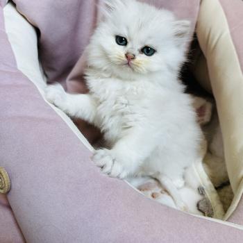 chaton British Longhair black silver shaded Bubble Chatterie Montezuma Bay