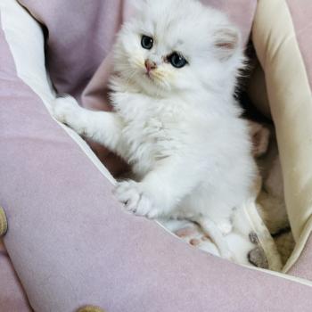 chaton British Longhair black silver shaded Bubble Chatterie Montezuma Bay