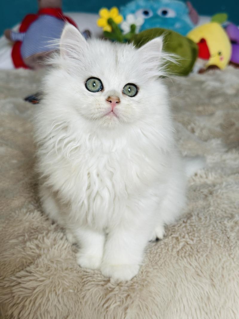 Montezuma Bay's Bubble Mâle British Longhair
