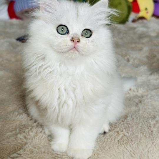 Montezuma Bay's Bubble Mâle British Longhair