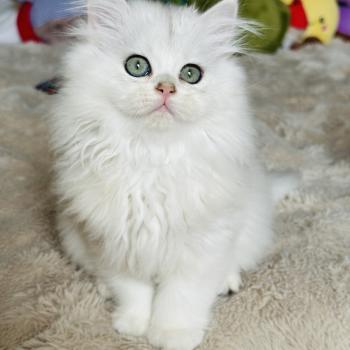 chaton British Longhair black silver shaded Bubble Chatterie Montezuma Bay