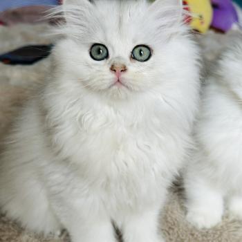 chaton British Longhair black silver shaded Bubble Chatterie Montezuma Bay