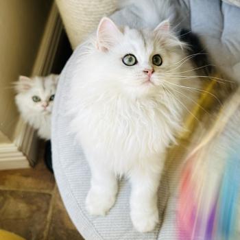 chaton British Longhair black silver shaded Bubble Montezuma Bay  Elevage de British & Maine-Coon