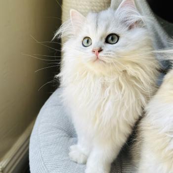 chaton British Longhair black silver shaded Bubble Montezuma Bay  Elevage de British & Maine-Coon