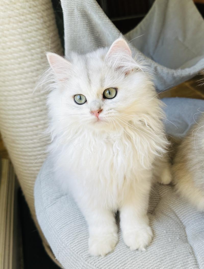 Montezuma Bay's Bubble Mâle British Longhair