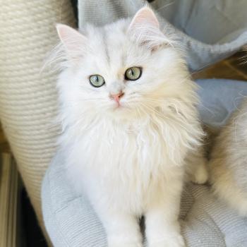 chaton British Longhair black silver shaded Bubble Montezuma Bay  Elevage de British & Maine-Coon