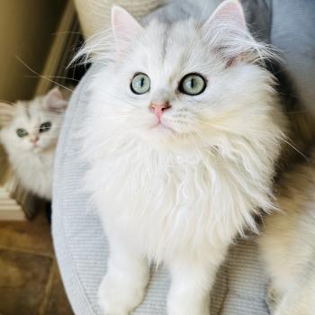 chaton British Longhair black silver shaded Bubble Montezuma Bay  Elevage de British & Maine-Coon