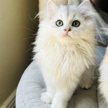 chaton British Longhair black silver shaded Bubble Montezuma Bay  Elevage de British & Maine-Coon
