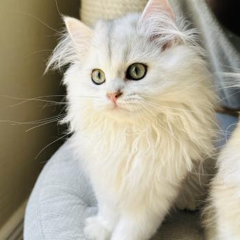 chaton British Longhair black silver shaded Bubble Montezuma Bay  Elevage de British & Maine-Coon