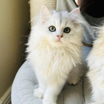 chaton British Longhair black silver shaded Bubble Montezuma Bay  Elevage de British & Maine-Coon