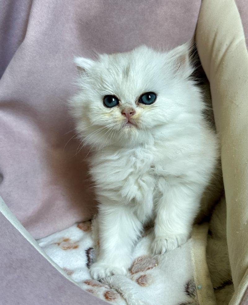 Montezuma Bay's Babylone Mâle British Longhair