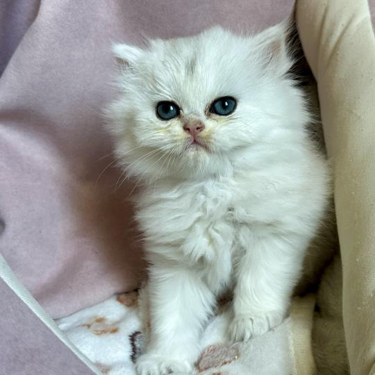 Montezuma Bay's Booh Mâle British Longhair