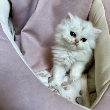 chaton British Longhair black silver shaded Chatterie Montezuma Bay