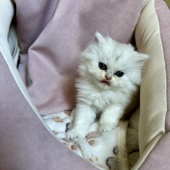 chaton British Longhair black silver shaded Chatterie Montezuma Bay