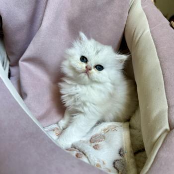 chaton British Longhair black silver shaded Chatterie Montezuma Bay