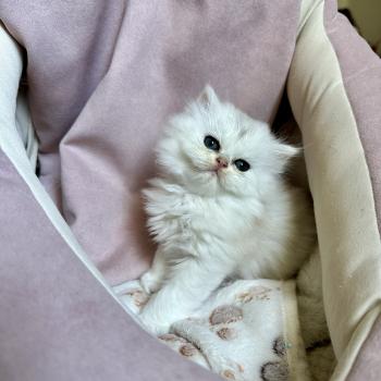 chaton British Longhair black silver shaded Chatterie Montezuma Bay