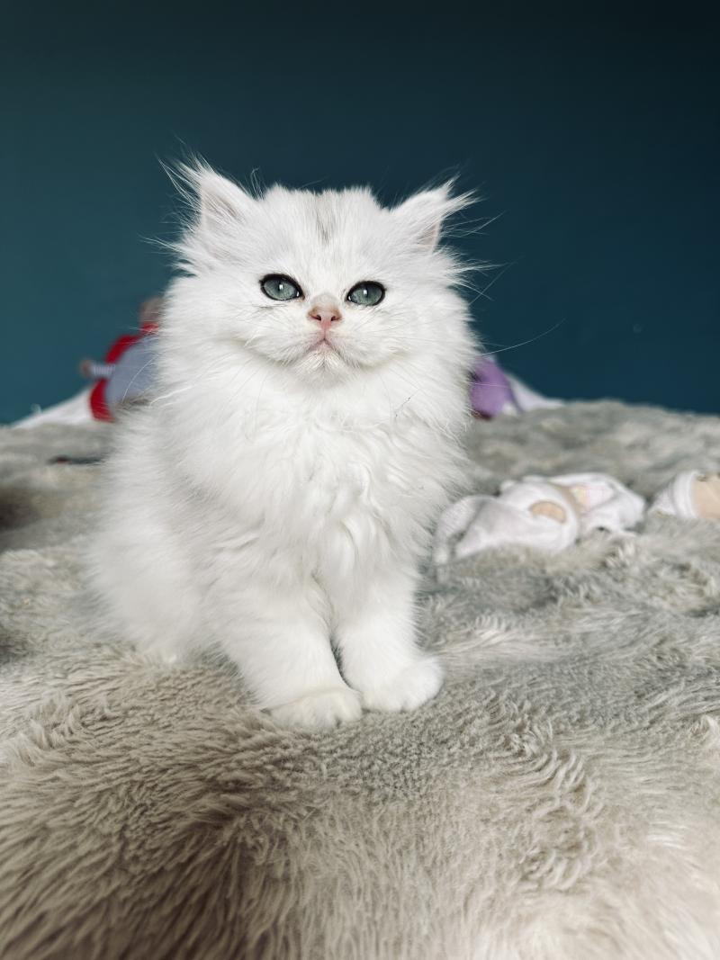 Montezuma Bay's Booh Mâle British Longhair