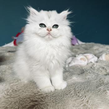 chaton British Longhair black silver shaded Booh Chatterie Montezuma Bay
