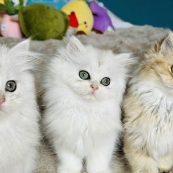 chaton British Longhair black silver shaded Booh Chatterie Montezuma Bay